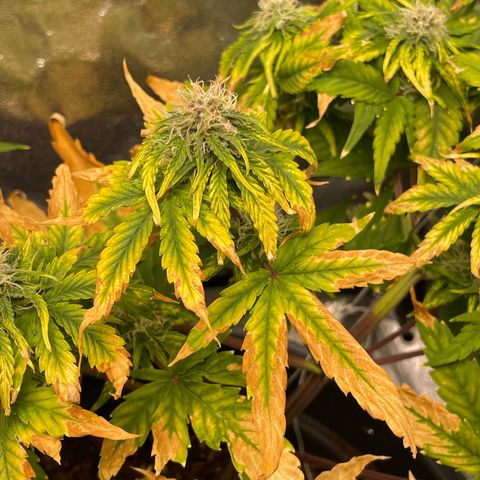 Runtz Auto growlog timeline photo