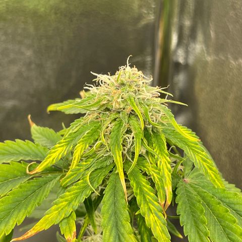 Runtz Auto growlog timeline photo