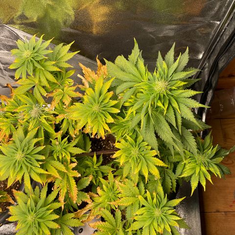 Sticky Beast Automatic growlog timeline photo