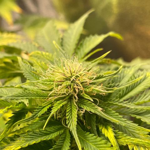 Sticky Beast Automatic growlog timeline photo