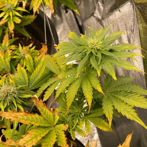 Sticky Beast Automatic growlog timeline photo