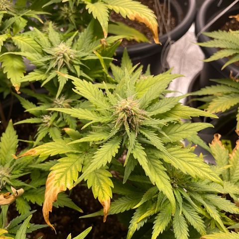 Watermelon candy  growlog timeline photo