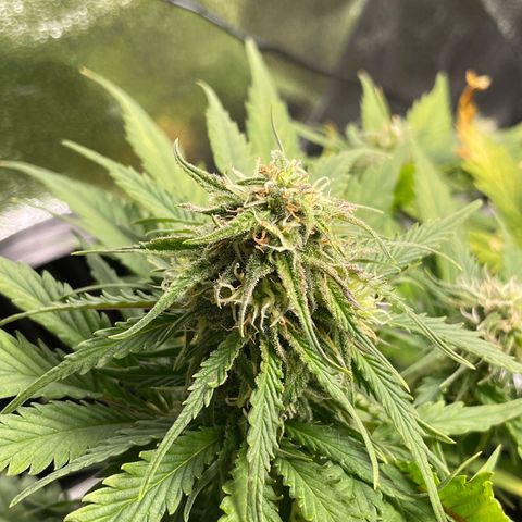 Watermelon candy  growlog timeline photo