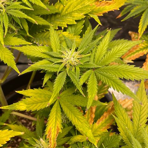 Pink Rozay growlog timeline photo