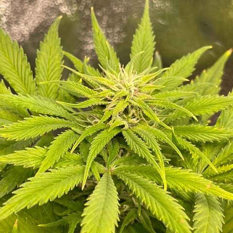 Pink Rozay growlog timeline photo
