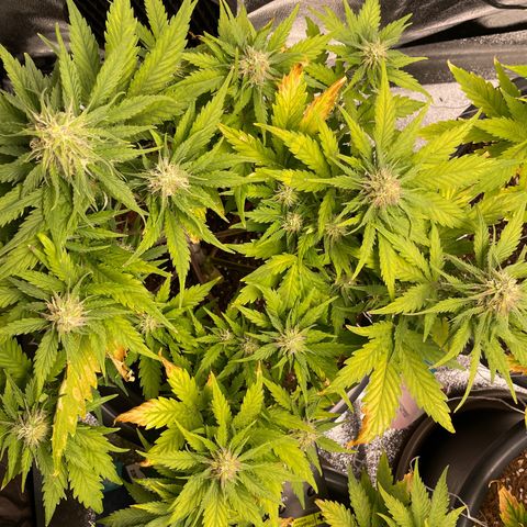 Watermelon candy  growlog timeline photo