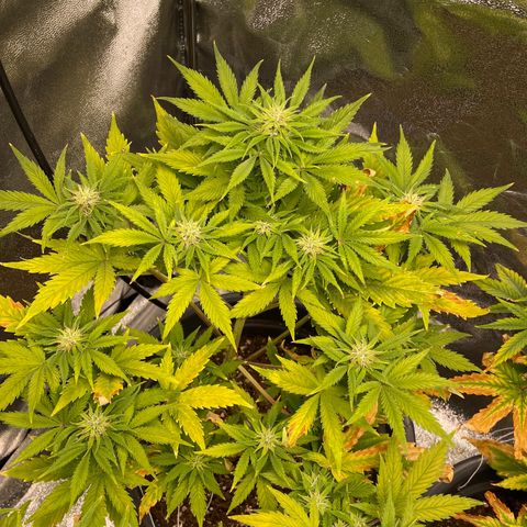 Pink Rozay growlog timeline photo
