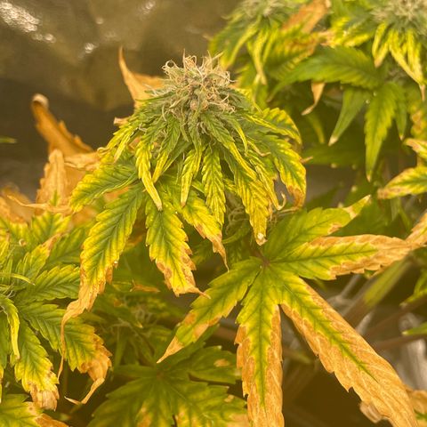 Runtz Auto growlog timeline photo
