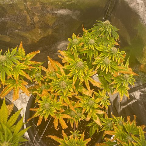 Runtz Auto growlog timeline photo