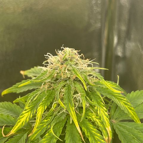 Runtz Auto growlog timeline photo