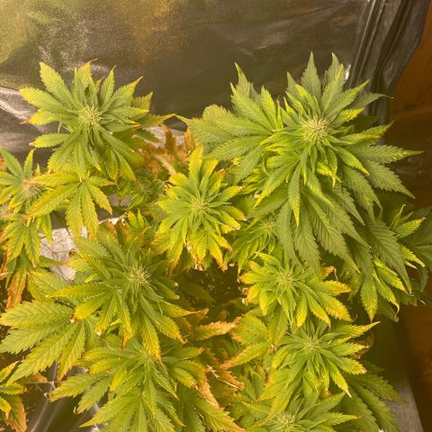 Sticky Beast Automatic growlog timeline photo