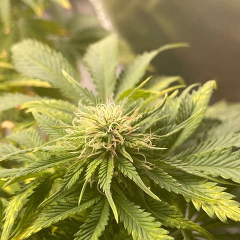 Sticky Beast Automatic growlog timeline photo