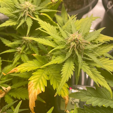 Watermelon candy  growlog timeline photo