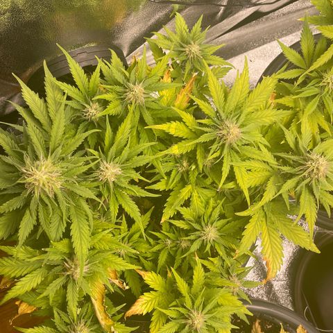 Watermelon candy  growlog timeline photo
