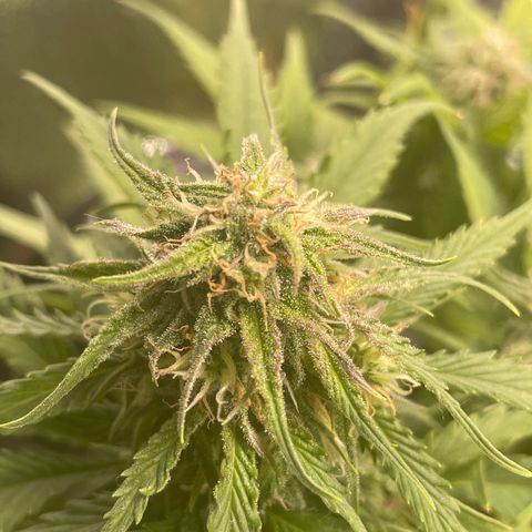 Watermelon candy  growlog timeline photo