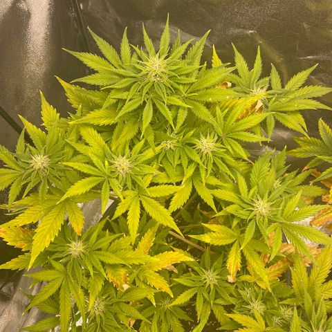 Pink Rozay growlog timeline photo