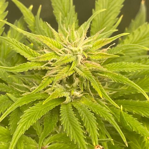Pink Rozay growlog timeline photo