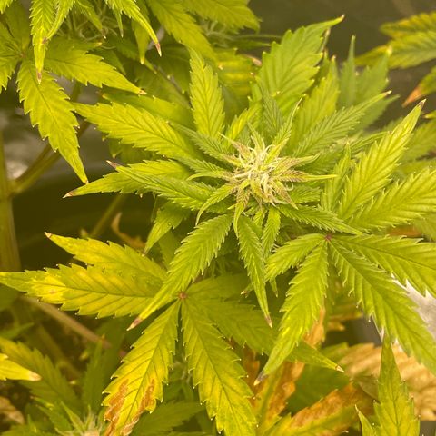 Pink Rozay growlog timeline photo