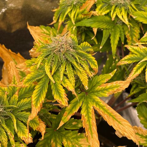 Runtz Auto growlog timeline photo