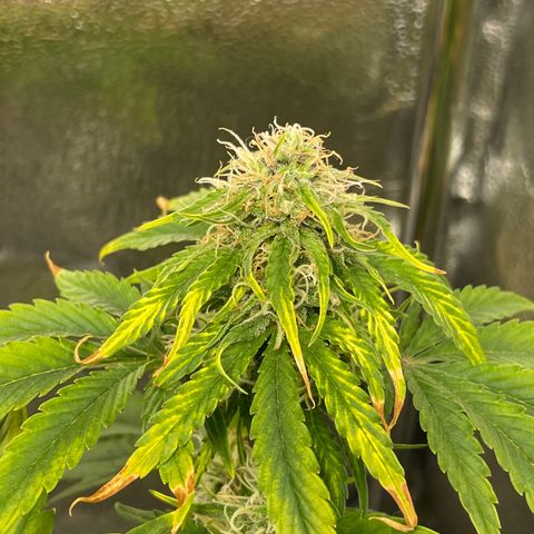 Runtz Auto growlog timeline photo