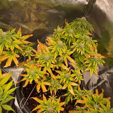 Runtz Auto growlog timeline photo