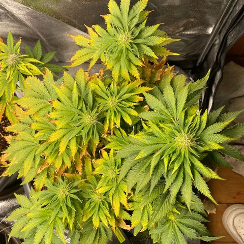 Sticky Beast Automatic growlog timeline photo