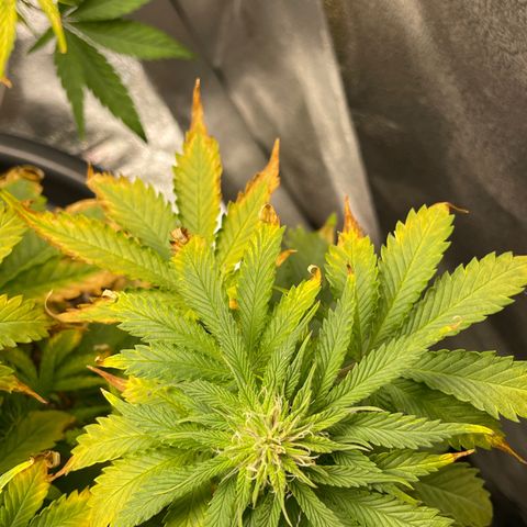 Sticky Beast Automatic growlog timeline photo