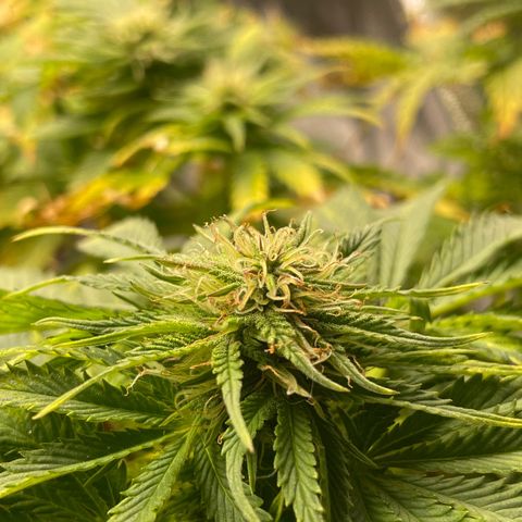 Sticky Beast Automatic growlog timeline photo