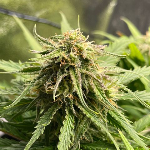 Watermelon candy  growlog timeline photo