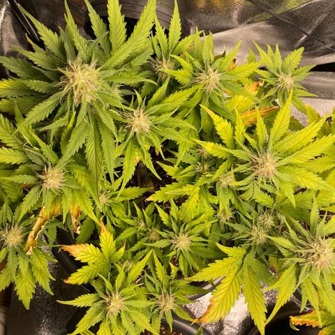 Watermelon candy  growlog timeline photo