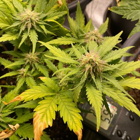 Watermelon candy  growlog timeline photo