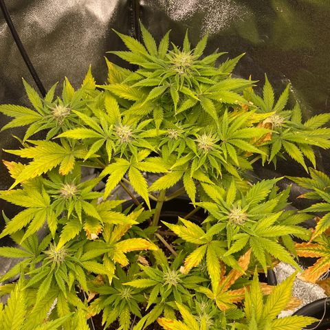 Pink Rozay growlog timeline photo