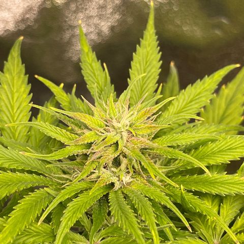 Pink Rozay growlog timeline photo