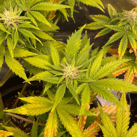 Pink Rozay growlog timeline photo