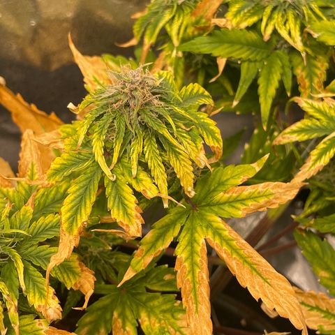Runtz Auto growlog timeline photo