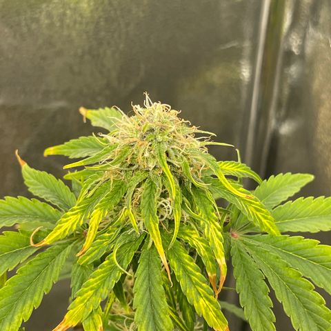 Runtz Auto growlog timeline photo