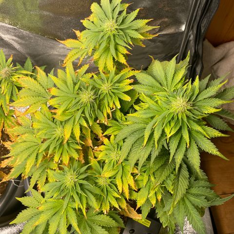 Sticky Beast Automatic growlog timeline photo