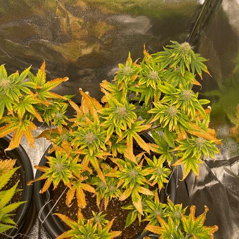 Runtz Auto growlog timeline photo