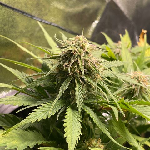 Watermelon candy  growlog timeline photo