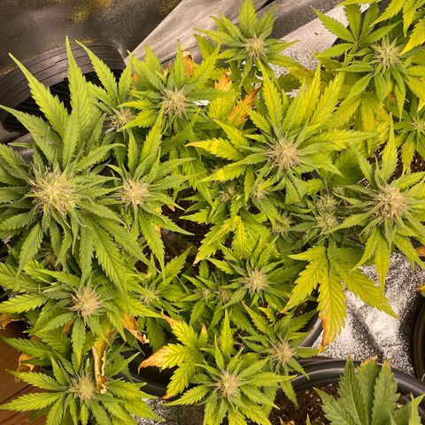 Watermelon candy  growlog timeline photo