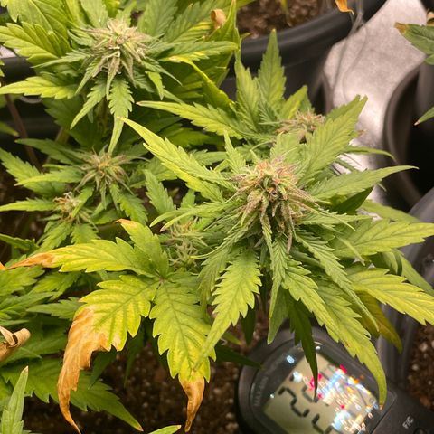 Watermelon candy  growlog timeline photo