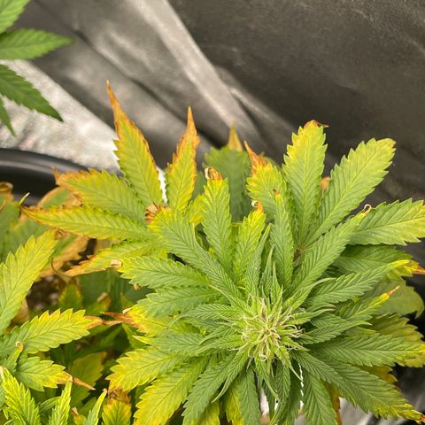 Sticky Beast Automatic growlog timeline photo