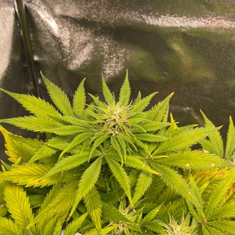 Pink Rozay growlog timeline photo
