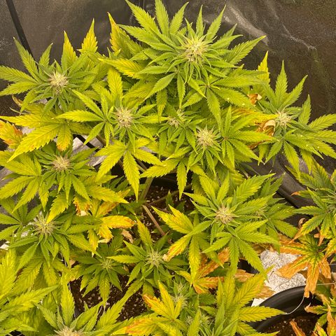 Pink Rozay growlog timeline photo