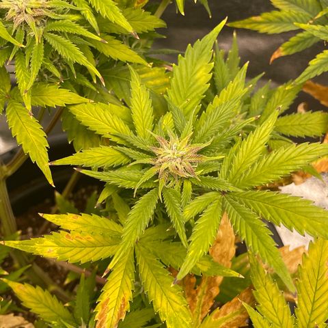 Pink Rozay growlog timeline photo