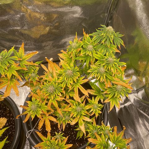 Runtz Auto growlog timeline photo