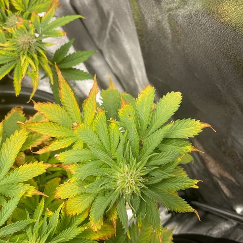 Sticky Beast Automatic growlog timeline photo