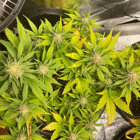 Watermelon candy  growlog timeline photo