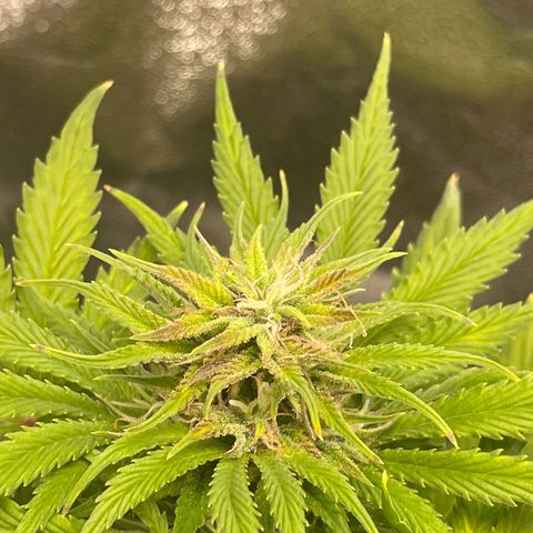 Pink Rozay growlog timeline photo