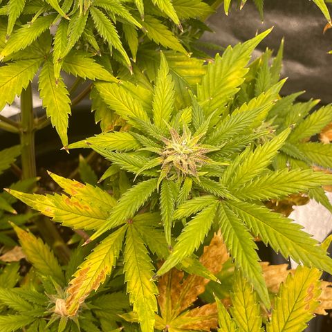 Pink Rozay growlog timeline photo